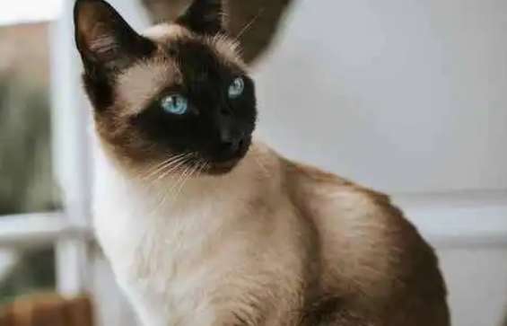 The fur on a Siamese cat's belly turns black. What causes a Siamese cat's fur to turn black?