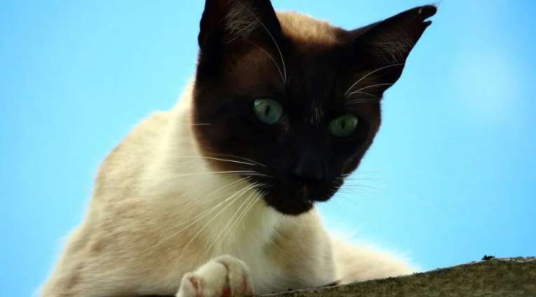 Do Siamese cats have yellow eyes? Why do Siamese cats have yellow eyes?