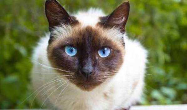 Do Siamese cats have yellow eyes? What causes Siamese cats' eyes to turn yellow!