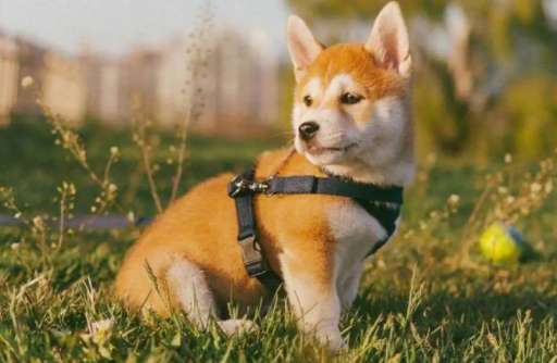 How to raise a Shiba Inu and what are the taboos of raising a Shiba Inu?