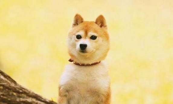  How to raise a Shiba Inu and what are the taboos of raising a Shiba Inu?