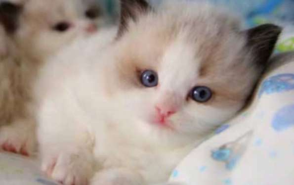 Do Ragdoll cats have three eye colors: red, yellow, and blue?