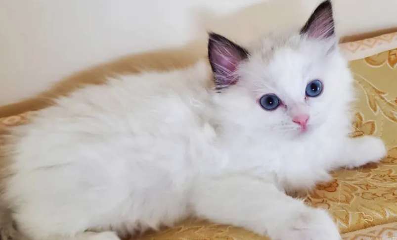 Do ragdoll cats have three eye colors: red, yellow and blue?