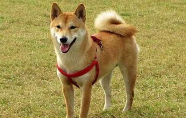 Shiba Inu’s stool is unformed, these three tips can solve the problem!