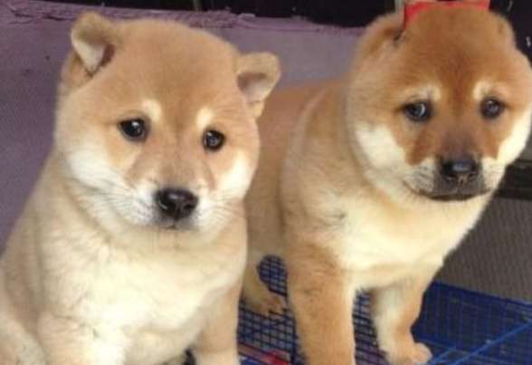 Does Shiba Inu poop smell bad? There are so many reasons why Shiba Inu poop smells so bad!