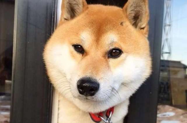 Shiba Inu poop smells bad? There are so many reasons why Shiba Inu poop smells bad!