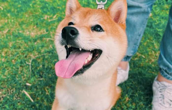 Is it easy to raise a Shiba Inu that others have raised? How to help a Shiba Inu adapt to a new owner?