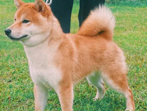 Is the Shiba Inu raised by others easy to care for? How to help the Shiba Inu adapt to the new owner?