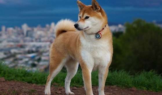 Shiba Inu's stool is shapeless, these three tips can solve the problem!