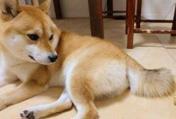 Is the Adzuki Shiba Inu easy to raise? I didn't expect the method of raising the Adzuki Shiba Inu to be so simple!