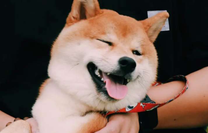 Is Azuki Shiba Inu easy to raise? I didn't expect it to be so easy to raise Azuki Shiba Inu!