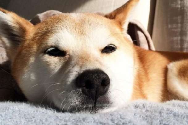 What should I do if my Shiba Inu won’t eat dog food? These two tricks can fix the problem of Shiba Inu not eating dog food!