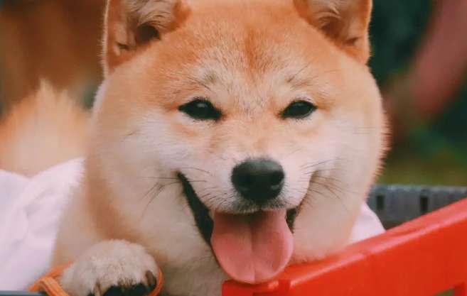 Is the purebred Shiba Inu easy to raise? Does it bite? What are the characteristics of the purebred Shiba Inu?