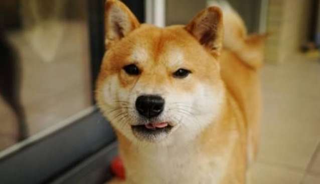 Is the purebred Shiba Inu easy to raise? Does it bite? What are the characteristics of the purebred Shiba Inu?