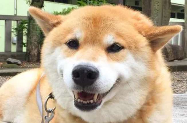 Comparing the IQ of Shiba Inu and Golden Retriever, I didn’t expect Shiba Inu to have this IQ ranking!