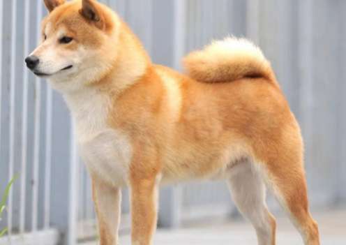 What should I do if my Shiba Inu disobeys? This one trick can fix the Shiba Inu's disobedience!