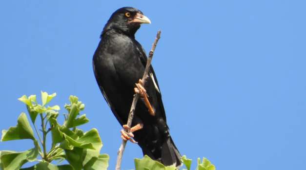 What are the ways to tame myna birds?