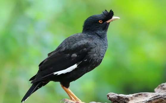 What are some ways to tame myna birds?