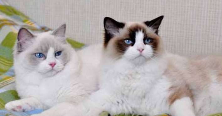 Why don't Ragdoll cats stretch out their paws? Ragdoll cats are so docile!