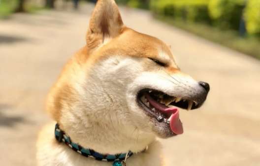 What vegetables can Shiba Inu eat? There are many vegetables that Shiba Inu can eat!