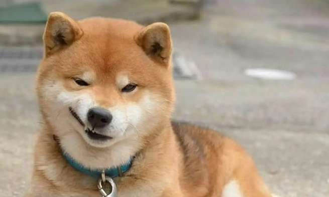 How many times can a Shiba Inu give birth in a year? How many Shiba Inu dogs are born in a litter?