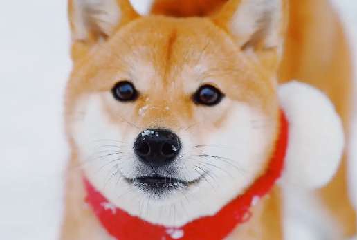 What vegetables can Shiba Inu eat? There are many vegetables that Shiba Inu can eat!