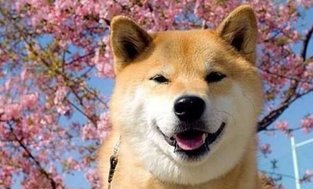 When is the best month to start training a Shiba Inu? How to train a Shiba Inu?