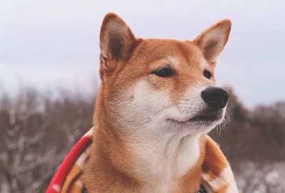 What fruits can't Shiba Inu eat? Why can't Shiba Inu eat these fruits?