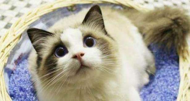 What does the two-color Ragdoll cat mean? The two-color Ragdoll cat originally refers to this!