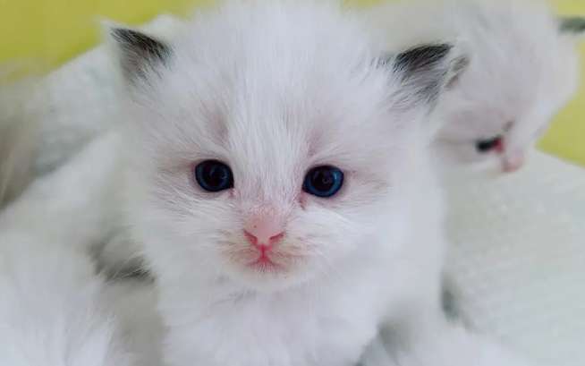 What does the two-color Ragdoll cat mean? The two-color Ragdoll cat originally refers to this!