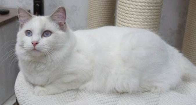 What does Ragdoll Cat Leveling mean? It turns out that the competition level Ragdoll cats are not the most beautiful!