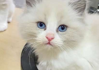 What does the Ragdoll Cat Class mean? The Ragdoll Cat Class is not the most beautiful!