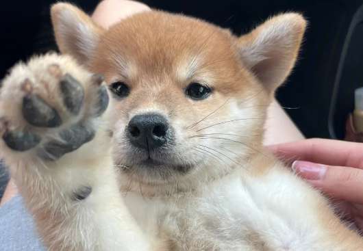 How long can a Shiba Inu live? It turns out that Shiba Inu can only accompany us for such a short time!