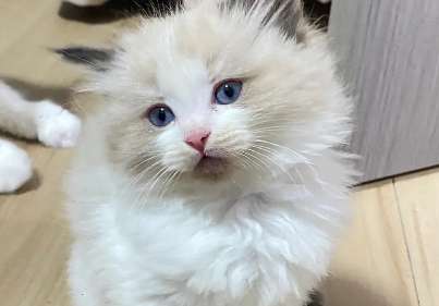 Ragdoll cat is very excited and meows in the morning? Why does the Ragdoll cat keep meowing?