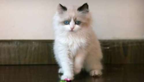 The Ragdoll cat is very excited and meows in the morning? Why does the Ragdoll cat keep meowing?