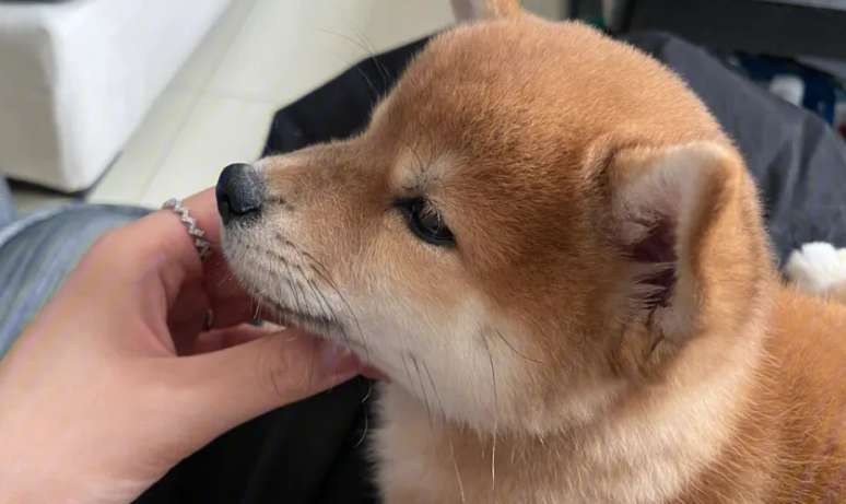 What fruits can Shiba Inu eat? There are so many fruits that Shiba Inu can eat!