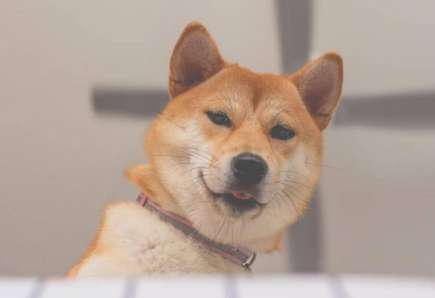 At what age can Shiba Inu puppies be bathed? What should you pay attention to when bathing Shiba Inu puppies?