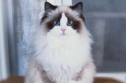 What should I do if the Ragdoll cat cannot bark? What should I do if the Ragdoll cat cannot bark?