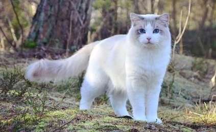 Do Ragdoll cats shed hair? Ragdoll cats shed hair. This method is the most effective!