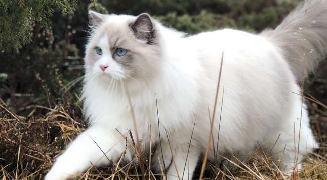 Do Ragdoll cats shed hair? Ragdoll cats shed hair. This method is the most effective!