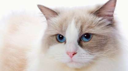 Ragdoll cats always shed tears. Ragdoll cats' tears are so serious!