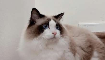 Ragdoll cats always shed tears. Ragdoll cats shed tears so seriously!