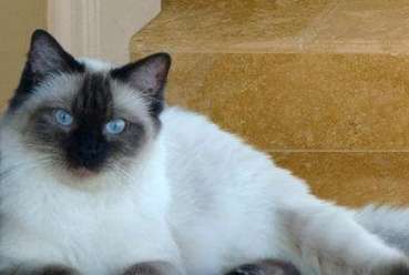 The Ragdoll cat has a dry nose. What is the best solution for a Ragdoll cat with a dry nose?