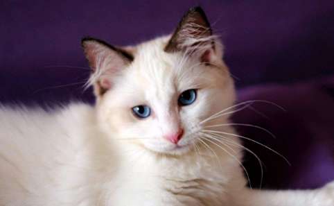 Do ragdoll cats tear down homes? It turns out that this is the reason why ragdoll cats tear down homes!