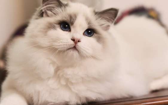 Do Ragdoll cats shed a lot? Ragdoll cats shed hair so badly!