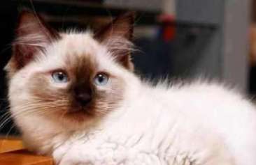 Should Ragdoll cats have their feet trimmed? What are the benefits of trimming Ragdoll cats' feet?