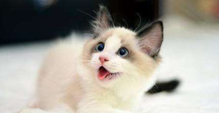 The Ragdoll cat's nose is always wet It's wet. That's why the Ragdoll cat's nose is always wet!