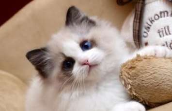 Dwarf cat or Ragdoll cat, which one is more expensive, short-legged cat or Ragdoll cat?