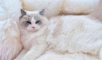 Do you need to trim the fur on Ragdoll cats' feet? Too long fur on Ragdoll cats' feet is so troublesome!