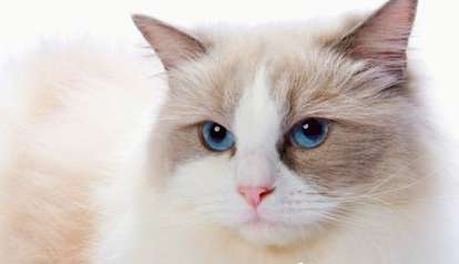 Do Ragdoll cats need to wear clothes in winter? There are so many benefits to wearing clothes for Ragdoll cats!